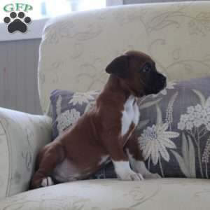 Jeep, Boxer Puppy
